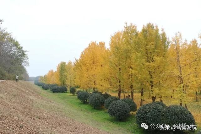 全部免费！渭河南河堤路赏秋攻略大全，那风景简直美爆了！