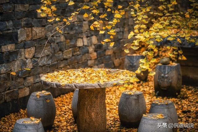 11月一定要收藏一份全国银杏观赏地图