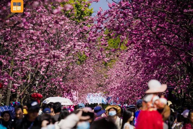 在樱花树下,看见春天!2026洛龙公园第三届樱花节开幕首日迎5万人次打卡