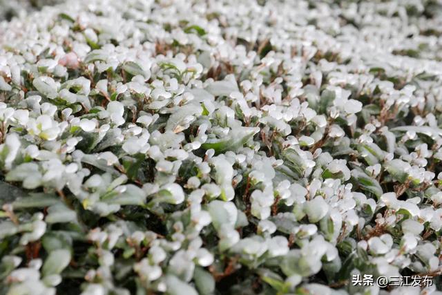 绝美!三江大塘坳惊现“琉璃仙境”!