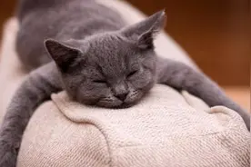 猫咪的五大恐惧：揭秘它们害怕到发抖的原因！图片