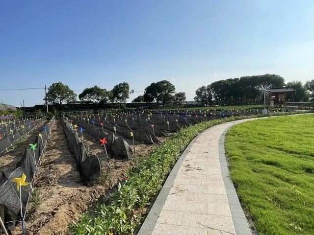 总投资116万，丹阳司徒镇“茶文化园”免费开放