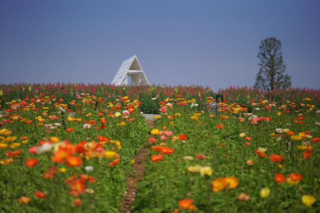 从石灰洲到杨堤 漓江徒步一路繁花