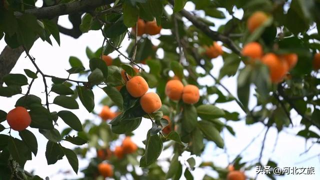 邯郸太行山红叶、紫山粉黛、广府古城……等你打卡
