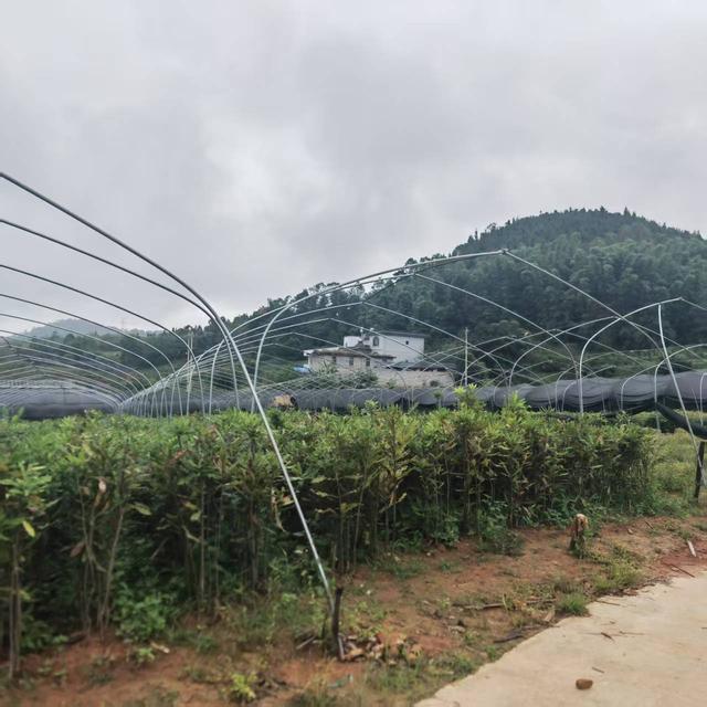 2025年国内优质苗木直销网站推荐排行榜，提供优质选择和服务