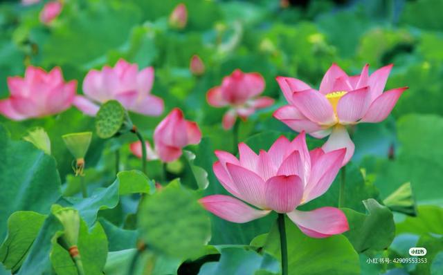 一眼惊艳！桂林夏日限定浪漫“荷”你有约！