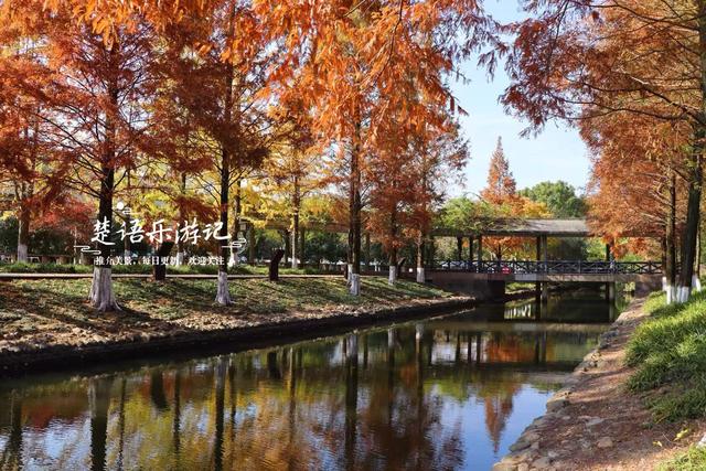 宁波慈溪的宝藏型公园，银杏水杉与红枫共绘秋日大片，比油画还美