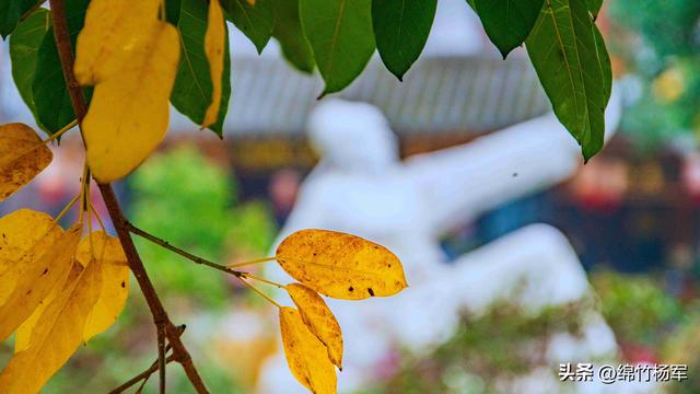 深秋棚花村：绵竹山间的秋色画卷