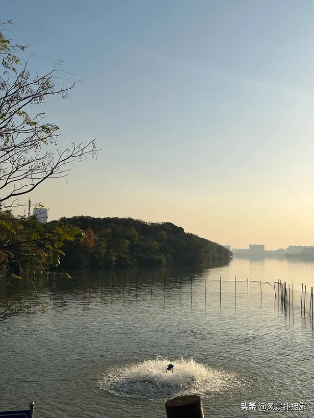 南昌艾溪湖湿地公园，银杏慢慢变黄了！