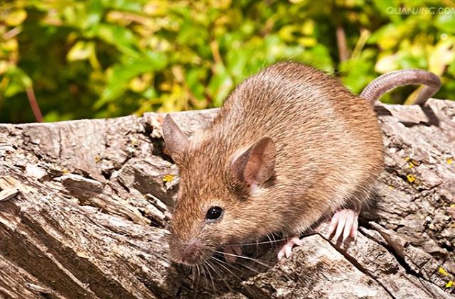 中国空间站迎首批小鼠宇航员，成果突破太空哺乳动物饲养关键技术