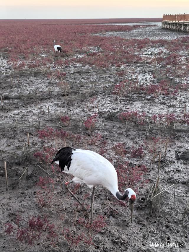 2025辽宁赏秋之旅日记(5)——从本溪前往盘锦 游览红海滩景观