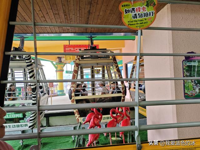 参观广州长隆野生动物园，全程感觉眼累手累腿不累