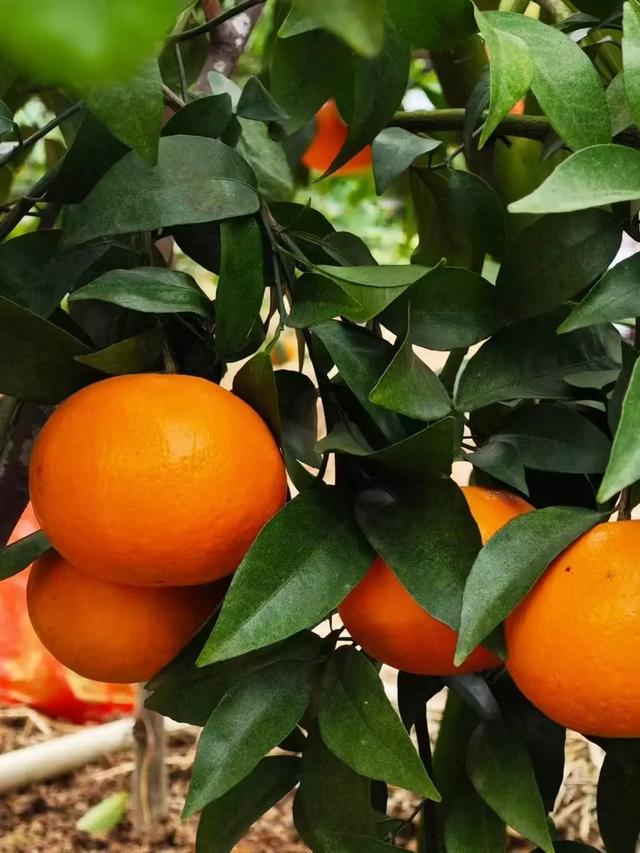 甜甜甜!“保姆级”采摘攻略!周末就出发→