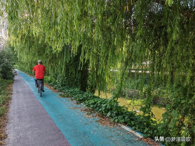 垂柳树下乐逍遥
