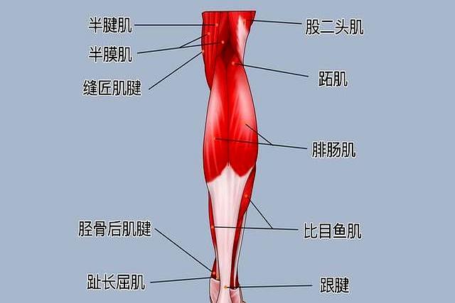 每天踮脚5分钟=走3000步！血管年轻化“懒人运动法”