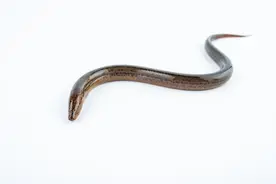 鱼类百科之黄鳝图片