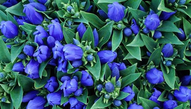 奈良县的代表动物不是鹿？日本47都道府县「县花・县动物」图鉴