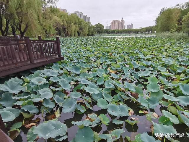 湖岸风光:秋菏