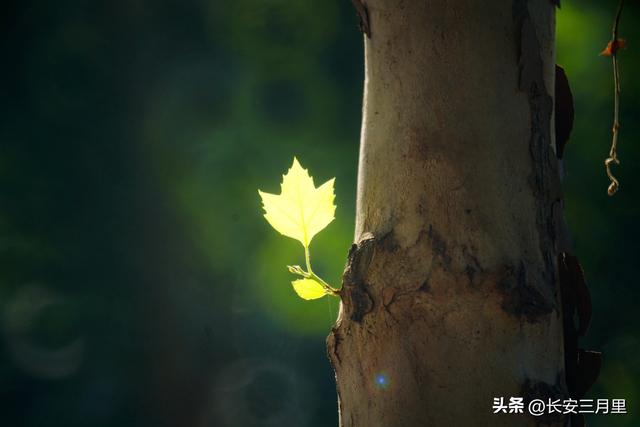 西安交大的梧桐