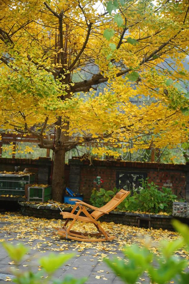 来广元月坝，解锁一场“多巴胺”初冬