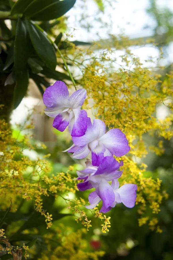 以花之名，邂逅满园春色