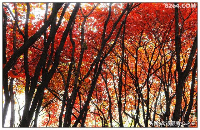 山东行游影记（19）—济南红叶谷