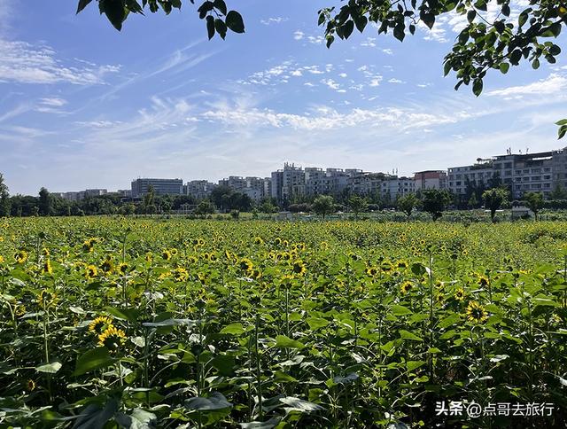 成都坐地铁最新赏花地，近百亩金色花田，超级惊艳，不要门票！