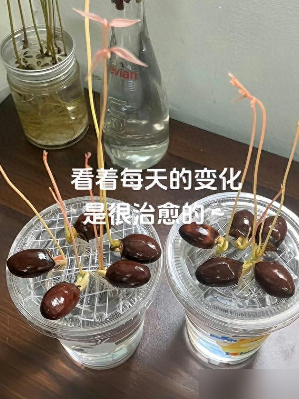 福建一姑娘把“荔枝核”泡水里，两周长成“粉盆栽”，太治愈了