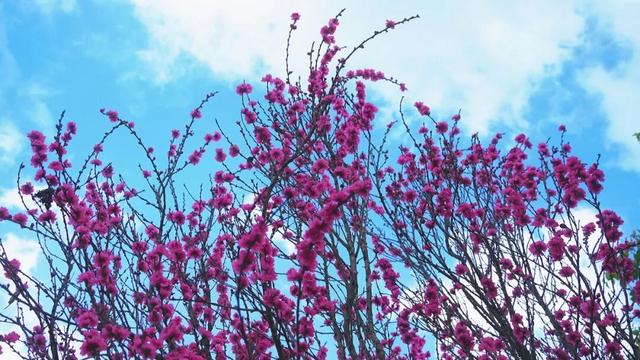 世界遗产地春日限定! 梯田水满繁花盛，每一帧都是壁纸