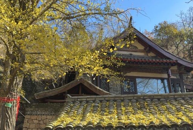 千山龙泉寺景区银杏黄了