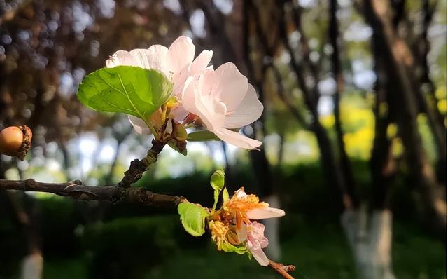 鹿泉：夏日雨后，公园里藏不住的花语
