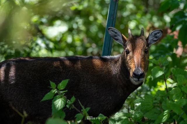 库拉岗日，“戏”真多！