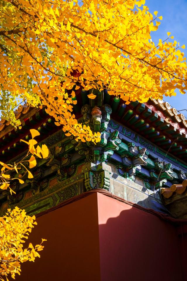 在秋天进故宫前一定要去的地方，中山公园的银杏简直是赏秋圣地