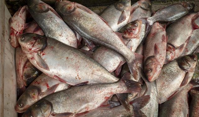 冬天，这4种鱼要少买，都自带“重金属”！鱼贩：我自己都不敢吃