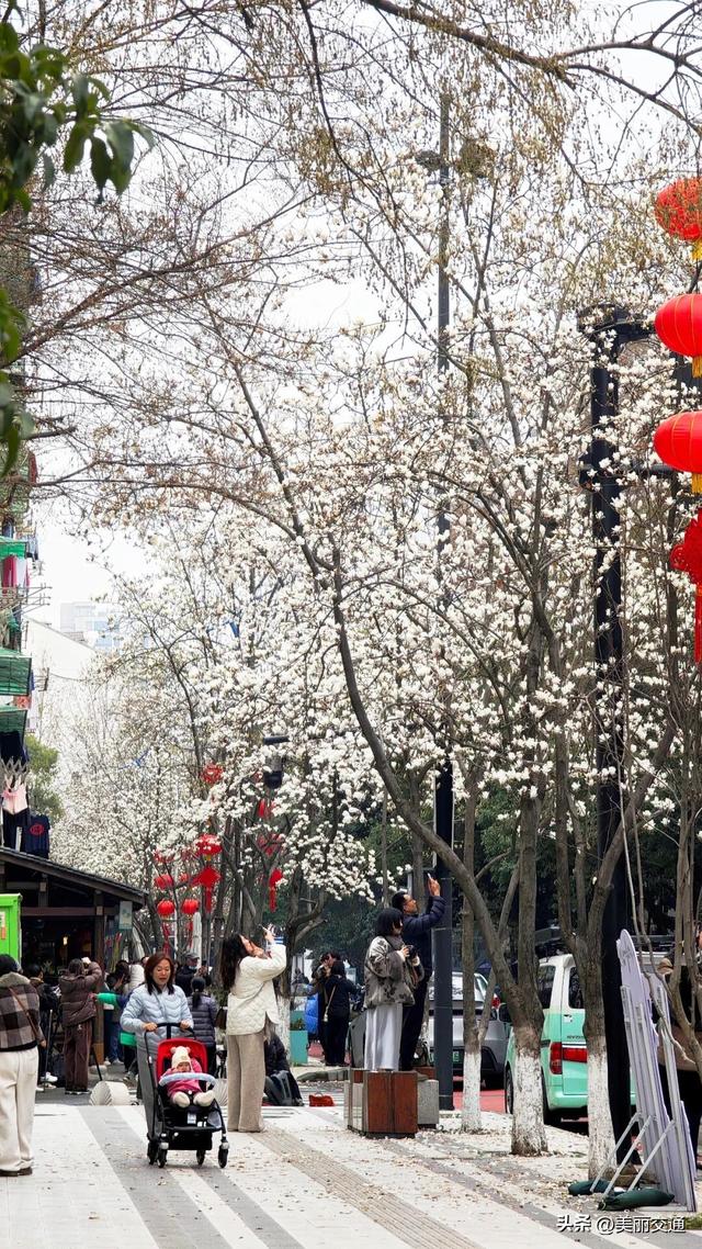 城事新探 | 太子湾郁金香上线，樱花、玉兰争相绽放，杭城这里“含春量”100%🤩🤩🤩