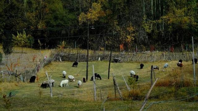邢强 | 秋游南疆