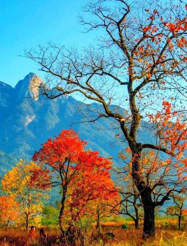 今日小寒是大晴天，老人说“最怕小寒是晴天”，有什么预兆？