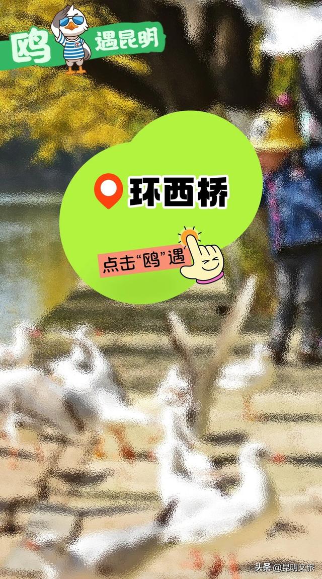 2025最新观鸥地图：这些地方“鸥”气值MAX，拍照直接封神！