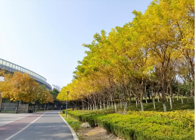 一叶知秋！2025年石家庄市城区赏秋指南来啦 这些地方别错过