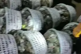 35元/斤！青岛人等了一年的它，终于上桌了……网友：可以敞开“炫”了图片