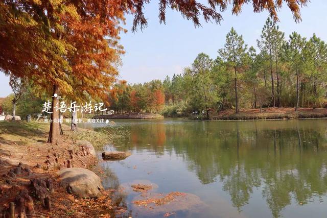 浙江宁波这个森林公园又火了，银杏林成为打卡胜地，水杉林更美丽