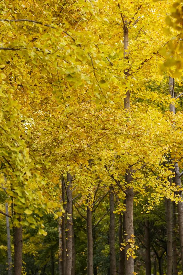 收藏一个秋天,石景山绝美秋色大公开