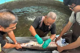 珍贵！全国仅19尾长江鲟原种，18尾在四川宜宾，均捕捞于上世纪90年代图片
