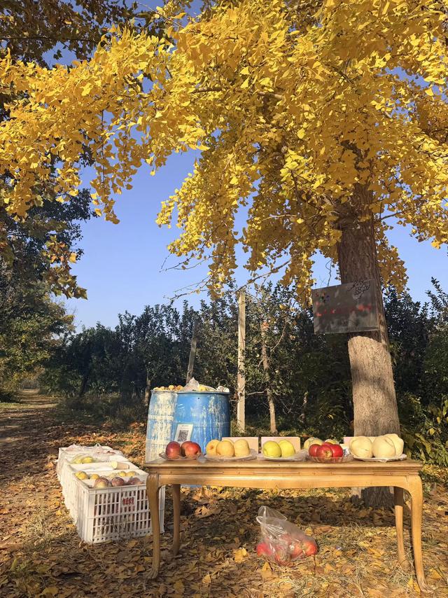 金黄秘境藏乡野！菏泽鲁西新区马岭岗镇慕禾生态园银杏成秋日打卡顶流