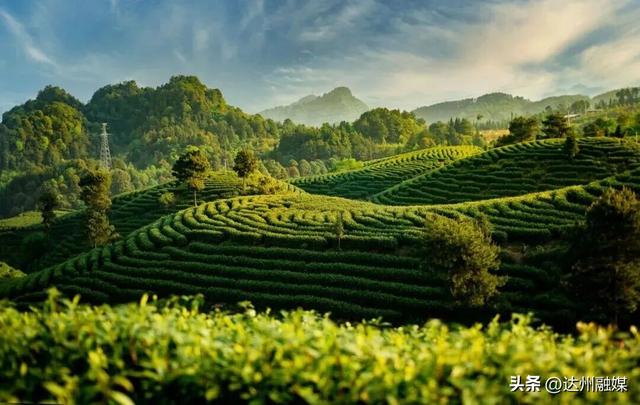 好一片“绿茶”！被达州大竹这片万亩茶海治愈了