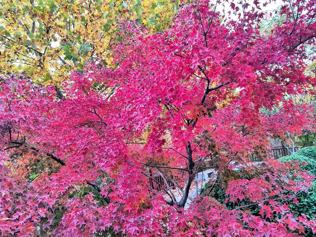 济南唐冶的深秋:碧空如玉、松柏叠翠、红枫似火、银杏镶金