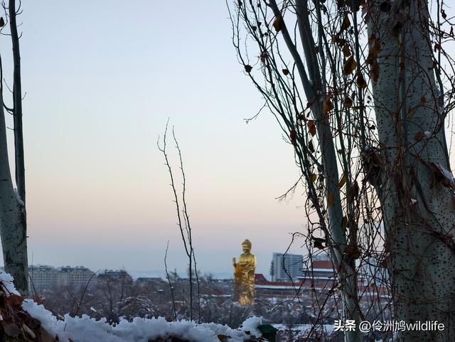 新疆乌鲁木齐红光山大佛寺