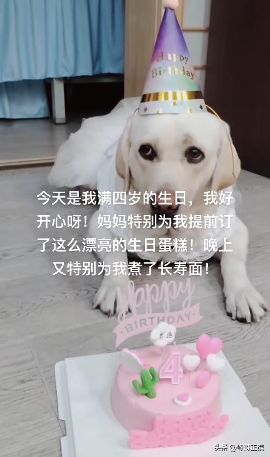 爬泰山的作死夫妻被制裁！导盲犬被收回，身份被扒，家里还有一只