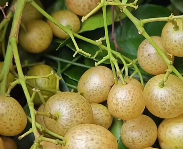 去广西旅游，吃到了广西10大特产，尤其第6种，特别好吃！