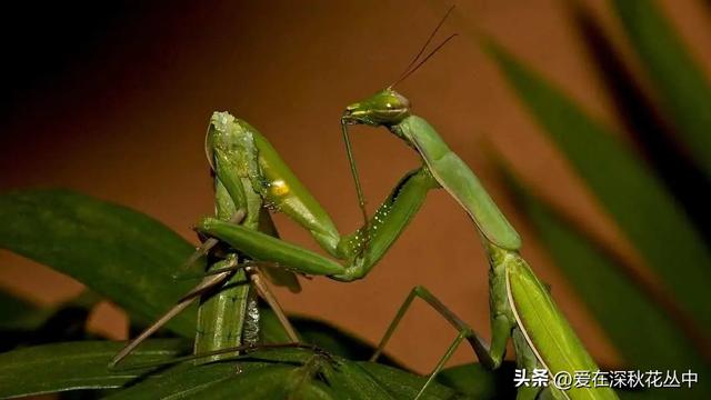 交配后：雌性螳螂会吃掉对方，主要不是为了繁衍后代